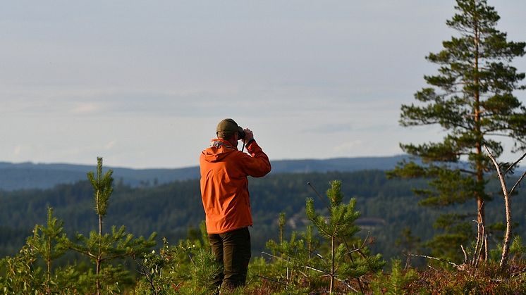 Priset på skogsmark ökar – trots Corona