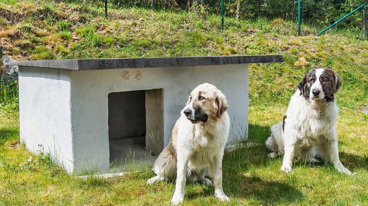 Bygg et isolert hundehus i betong 1