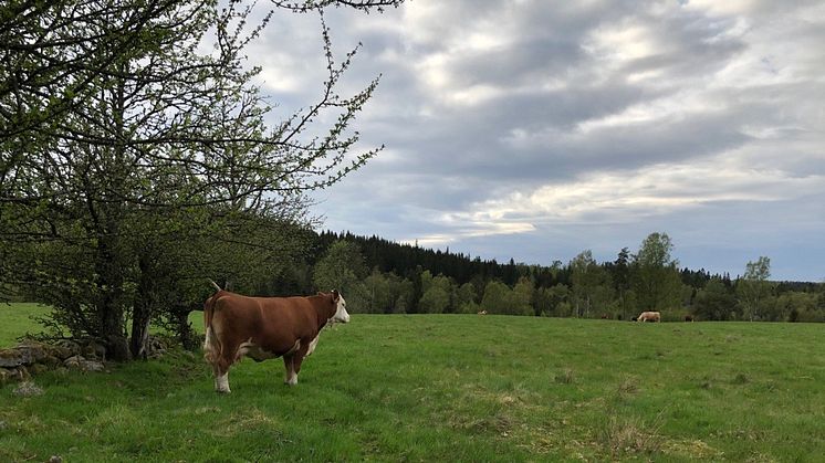 EUs restaureringsförslag riskerar påverka möjligheten att bedriva jord- och skogsbruk i Sverige.