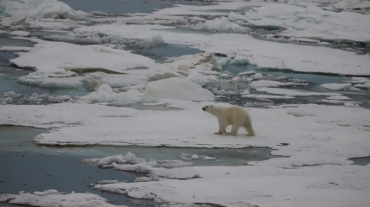 Polar bear observed by the island Vize