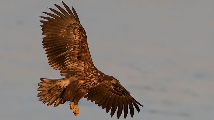 Havsörn vid Hornborgasjön. Foto: Kent-Ove Hvass