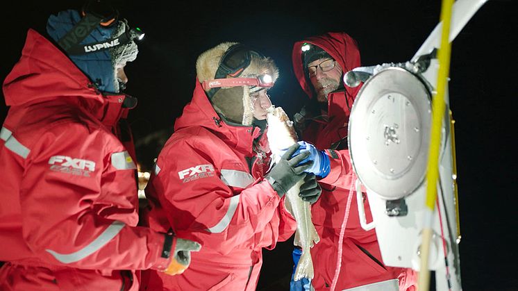 Pauline Snoeijs Leijonmalm, Stockholms universitet, och Anders Svenson, SLU, fångar oväntat Atlanttorsk under expeditionen till Arktis. Foto: UFA Show & Factual