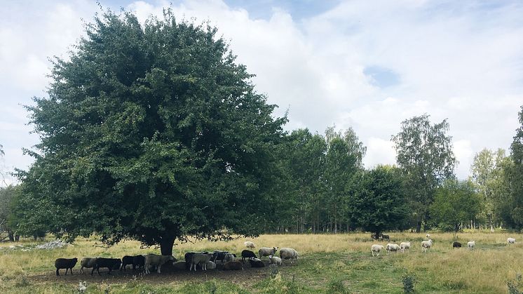 Betande får vid ängen på Björkön. Foto: Örebro kommun