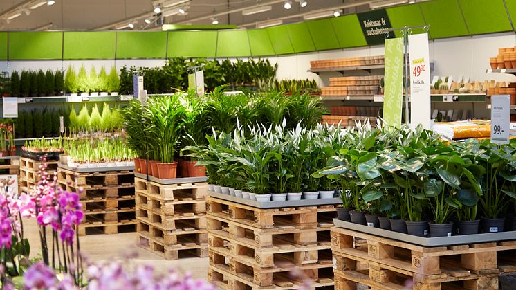 Blomsterlandet öppnar ny butik i Skövde, Stallsiken på torsdag 22 november. (Vänligen notera att fotot kommer från en annan butik.)