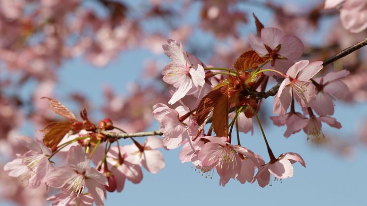 Nu börjar körsbärsträdens blommor att slå ut i museiparken!