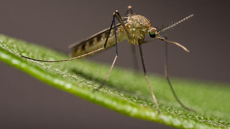 Culex torrentium. Foto: Anders Lindström, SVA. 