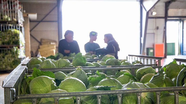 SydGrönt expanderar igen, fortsätter satsning för längre säsong av svenska grönsaker