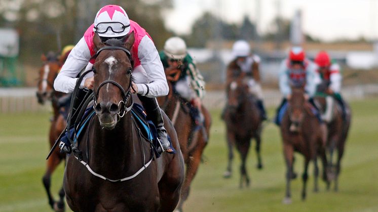 Skandinaviens bästa häst Square De Luynes har vunnit Stockholm Cup International (Gr.3) tre gånger: 2019, 2020 och 2021. Foto: Steven Cargill / Svensk Galopp. 