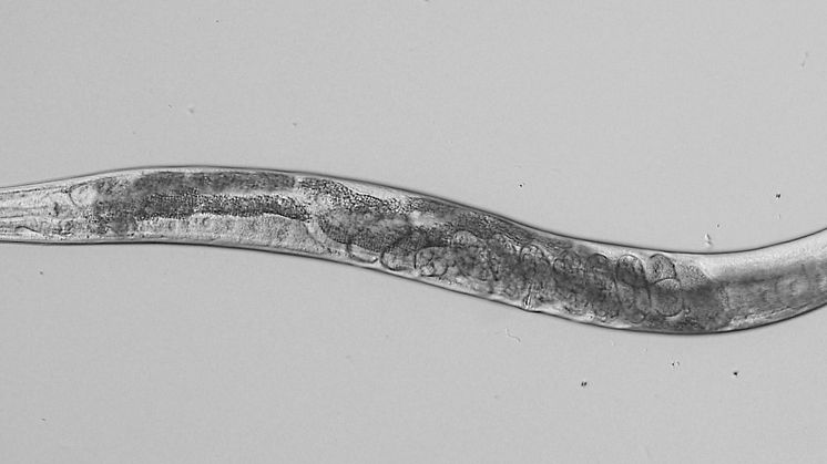 Masken Caenorhabditis elegans fotograferad i mikroskop. Foto: Ola Billing