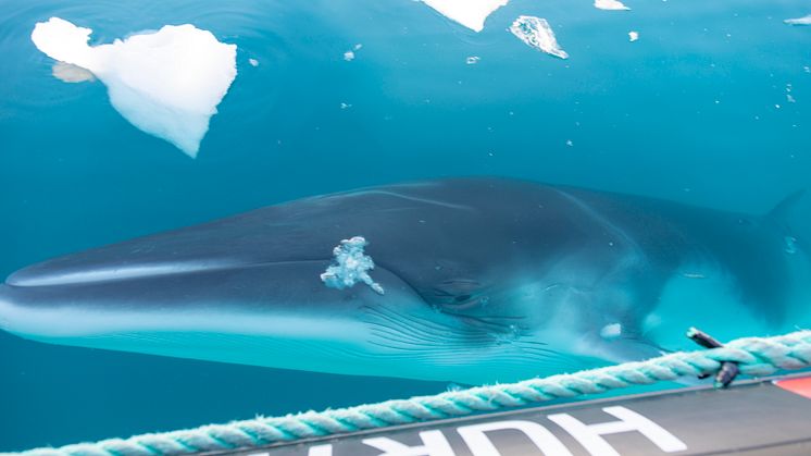 CLOSE ENCOUNTERS: A curious whale greets guests in a Hurtigruten Expeditions' zodiac in Antarctica. Photo: GENNA ROLAND/Hurtigruten Expeditions