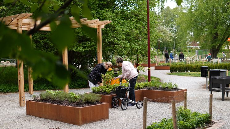 Två kvinnor står lutade över en planteringslåda och känner på växterna i den. En kvinna har en rullator.