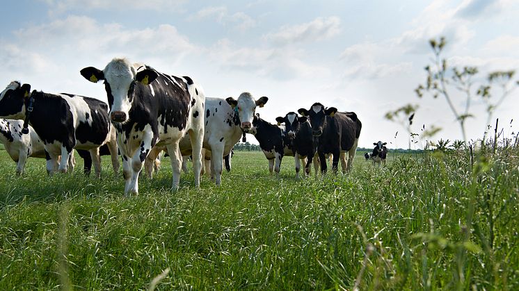 Nyt kvægfoderkoncept er baseret på dansk protein