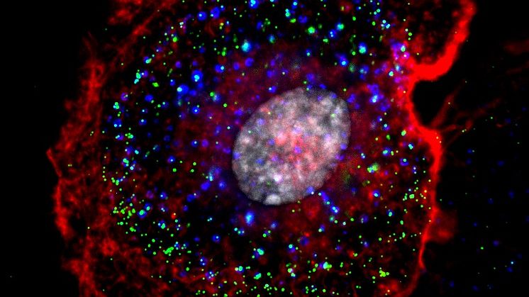 Fluorescensmikroskopibild som visar flera viruspartiklar (gröna prickar) som tagits upp i vesiklar (blåa prickar) inuti i en cell från ögat (rött visar actincytoskelettet i cellen). Bild: Lars Nygård Skalman.