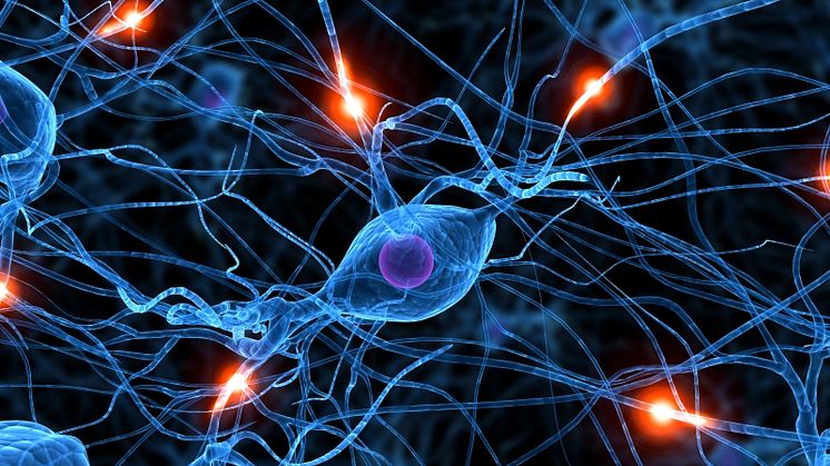 Ny teknik underlättar studier av hjärnceller vid stroke