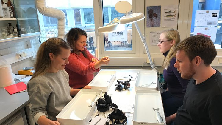 Nordlandsforsknings Maiken Bjørkan og medstudenter går i gang med lusetelling. Foto: Rune Nilsen
