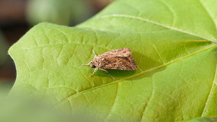 Angripna grannplantor ger skydd mot bomullsfly