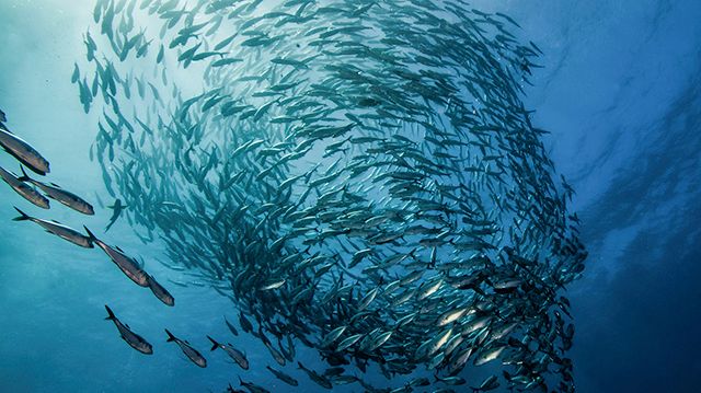 Hållbart fiske - en förutsättning för välmående marina ekosystem