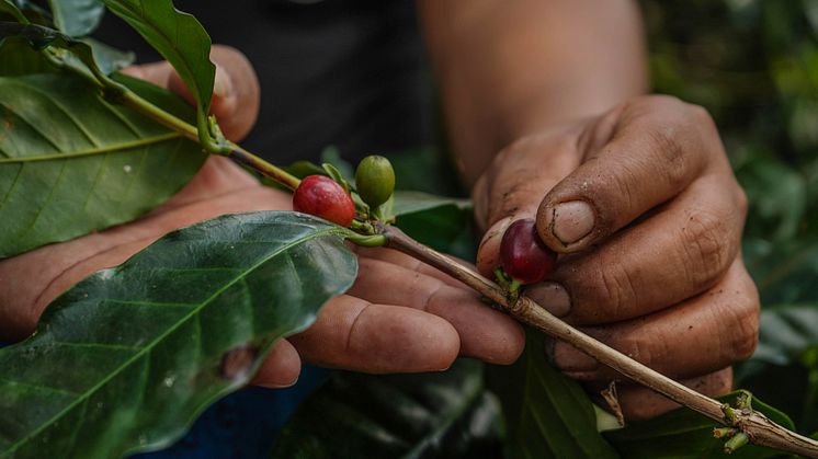 Foto: Eguale kaffe, kooperativet Unicafec i Peru