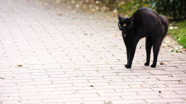Svart katt over veien. Mange forbinder fremdeles det med et tegn på at det kan skje en ulykke. Foto Pixabay