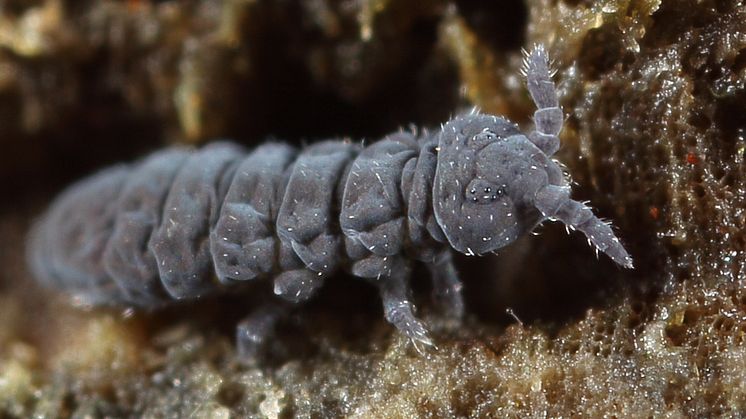 Hoppstjärt av arten Xenylla maritima. Foto: Jan van Duinen