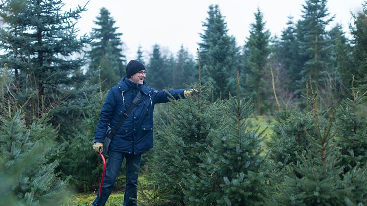 Den eigenen Weihnachtsbaum schlagen kann man vielerorts ganz einfach in Brandenburg. Foto: TMB-Fotoarchiv/Steffen Lehmann.