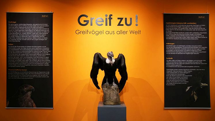 "Greif zu! - Greifvögle aus aller Welt": neue Ausstellung im Naturkundemuseum Leipzig