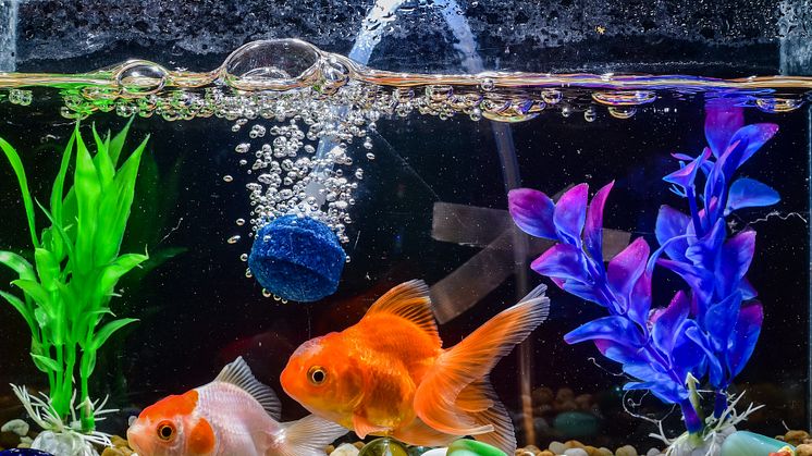 Att syresätta vatten är bra – i akvarier