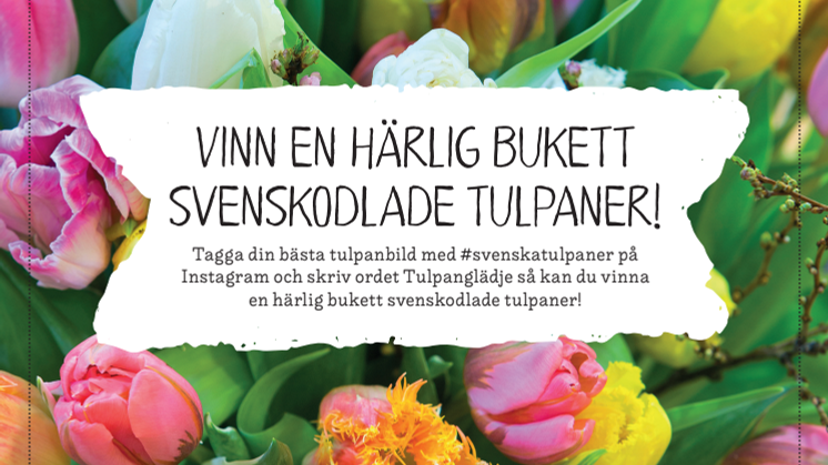 Instagramtävlingen #svenskatulpaner, information