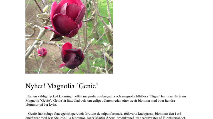 Nyhet! Magnolia 'Genie'
