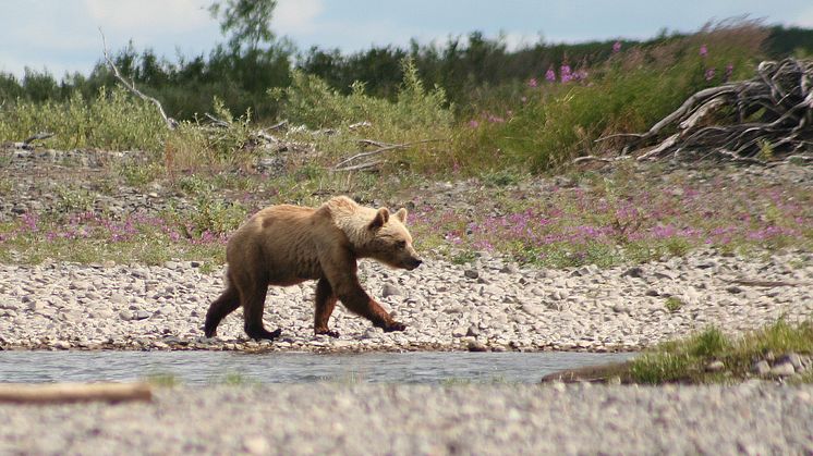 Björnars DNA bättre på 1800-talet