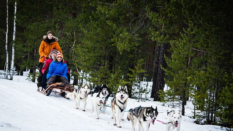 Huskies och hockey lockar britter till Skellefteå