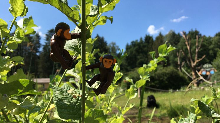 Tierischer Spaß und affenstarke Aktionen im Serengeti-Park Hodenhagen