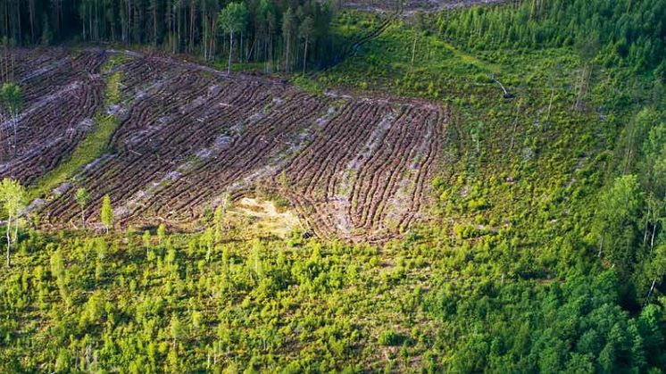 Store områder i Estlands Natura-2000 områder, som har været udsat for hårdhændet skovdrift, der skader landets natur og biodiversitet, får nu midlertidigt fred. Foto af Estonian Fund for Nature