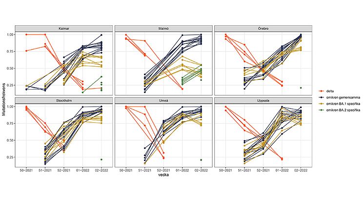 Förekomst av SARS-CoV2 i avloppsvatten från svenska städer, från v.50 2021 - v.2 2022. Graferna visar hur delta (rött) i princip försvinner, och omikron (blått) tar över. De övriga linjerna särredovisar omikronvarianterna BA.1 (gult) och BA.2 (grönt)
