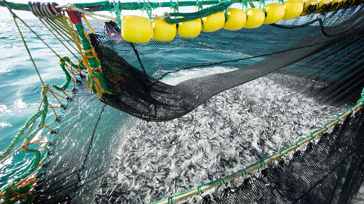 Pelagic exports stable in November 