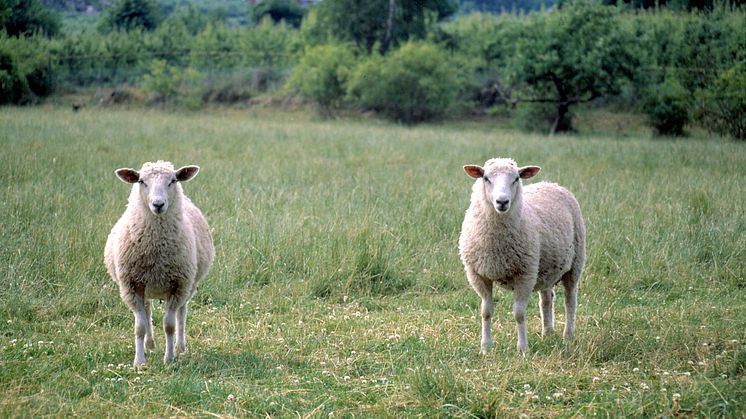 Genrebild på två får. Foto: Urban Wigert