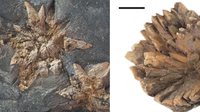 Kristallkulor av glendonit, ursprungligen ikait, från alunskiffern i Estland. Skalstreck är 1 cm. Foto: Heikki Bauert.