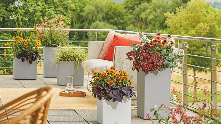 Buntes Pflanzenparadies auf Ihrer Sommerterrasse