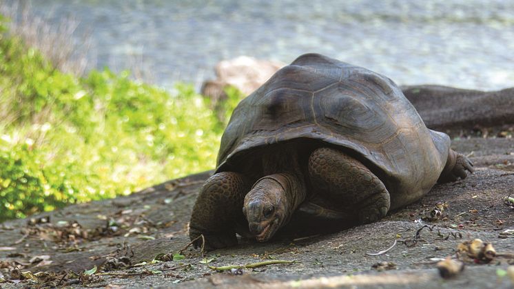 Seychelles - Giant Land Tortoise (landscape)