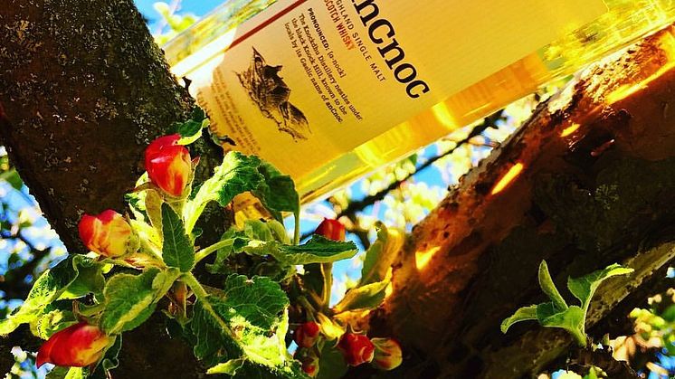 anCnoc sommar