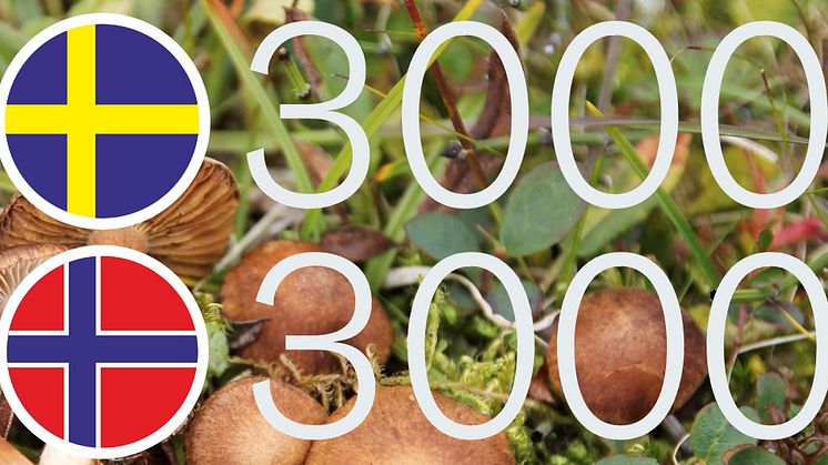 Tretusen arter i vardera land, varav två tusen nya för vetenskapen, har hittats sedan artprojekten i Sverige och Norge startade. 