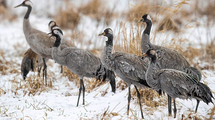 Tranor har inga problem med snö. Däremot tvingas vi, människorna, skjuta fram säsongen vid Hornborgasjön i några dagar. Foto: Länsstyrelsen i Västra Götaland