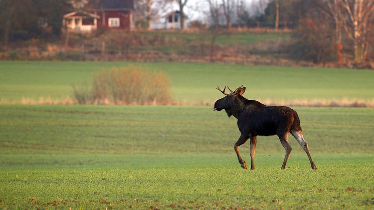 2 september börjar älgjakten i norra Dalarna. Övriga delar av länet får vänta till den 14 oktober.