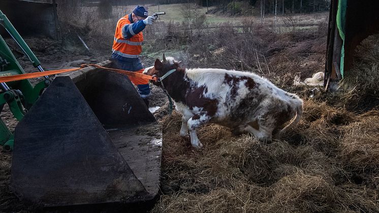 Vuoden Lehtikuva 2019, kuvaaja Juha Metso. "Lehmätilan ja lehmän loppu Haminassa. Nyt Ismo Kiurulla on edessään uusi elämä. Tulevaisuuteen hän katsoo hieman nieleskellen. Töiden etsiminen ei ole tuottanut oikein tulosta." 