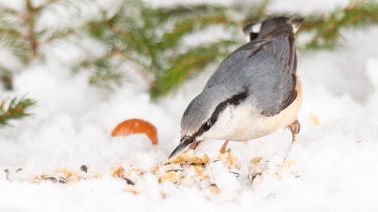 Nötväcka vid fågelmatning. Foto: Ewa Grunditz Lilliesköld