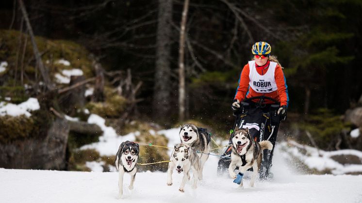 En av idrotterna under SM-veckan vinter i Skövde 2023 blir draghund. Foto: Bildbyrån - EJ FRI ATT ANVÄNDA