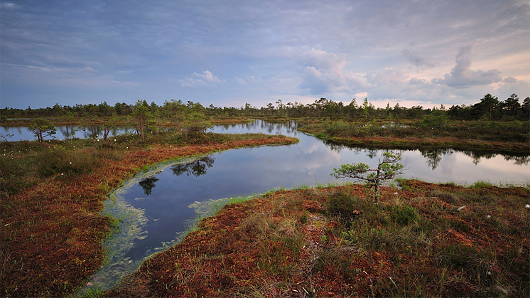 Wild Wonders of Europe. Foto: Diego Lopez / WWF