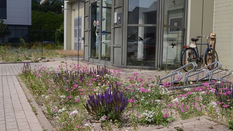 Ein Magerbeet ist pflegeleicht, tolerant gegenüber Sommerhitze und Trockenheit und dabei eine blütenreiche Futterquelle für Insekten.