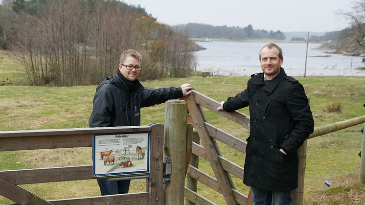 Kärlingesunds naturreservat ska få mer betesmarker