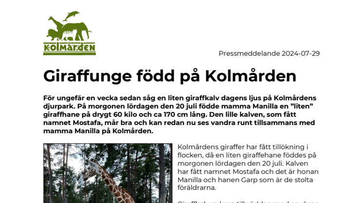 Giraffunge född på Kolmården.pdf